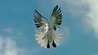 Pigeons Nikolaevskie / Николаевские голуби май 2012