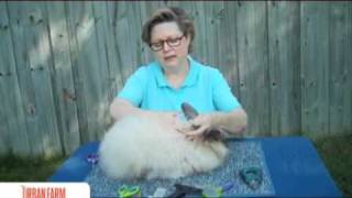 How To Harvest Angora Rabbit Fiber - UrbanFarmOnline.com