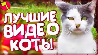 ЛУЧШИЕ ВИДЕО ПРО КОТОВ МАРТ 2018 [ТОПор]