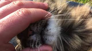 Furry Beast, cat purring ASMR