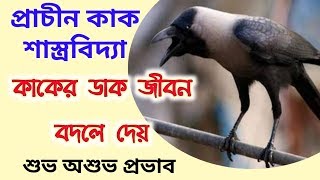 কাকের ডাক ও তার গতিবিধি অনেক কিছু জানিয়ে দেয় - কাক চরিত্র