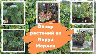 Обзор растений из Леруа Мерлен (продолжение)