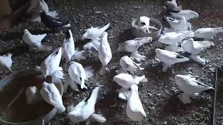 Бойные голуби, в гостях у Тонояна Акофа 20.12.19 Roller pigeons