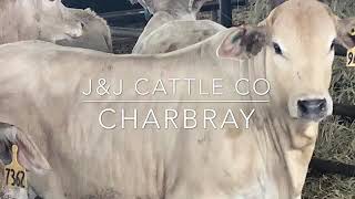 Charbray