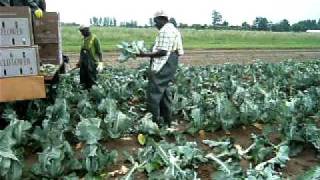 Cutting Cauliflower