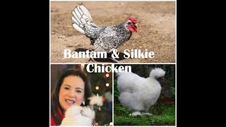 Oreo and Ginger- My new Bantam Sebright chickens