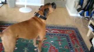 Singing Boxer Dog