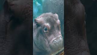 Baby Hippo Fritz Mugging for the Camera - Cincinnati Zoo #shorts