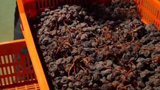 Valpolicella ► Pierangelo Tommasi ►Talks Amarone