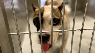 Scared shelter dog changes when someone's nice to her