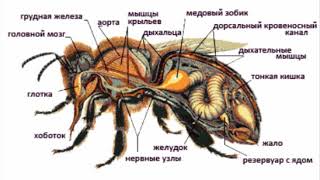 Жизнь пчёл (рассказывает биолог Дмитрий Богуславский)
