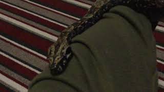 Hypo img boa constrictor