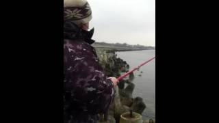 Ловля салаки в Балтийске. Северный мол