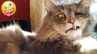 Cute Cats And Dogs That Will Make You Laugh - Funny Animal Compilation #1