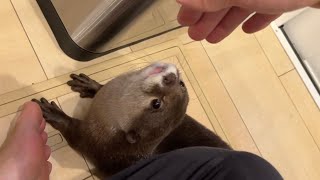 センサー式のゴミ箱を開けてみたいカワウソ Otter wanting to open a sensor trash can
