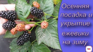 КАК ПРАВИЛЬНО ПОСАДИТЬ ЕЖЕВИКУ. ОСЕННЯЯ ПОСАДКА И УКРЫТИЕ ЕЖЕВИКИ ЧЕРНАЯ МАГИЯ