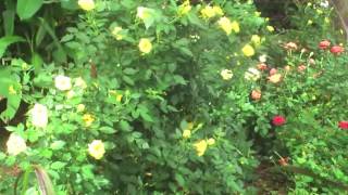SINGAPORE FLOWER SHOW 2013