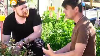 Обильное цветение роз в первый год — не миф! Плюс нюансы высадки овощной рассады