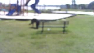 Creed and Angus at the park