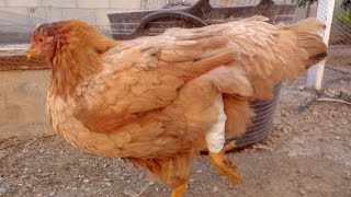 COMO ARREGLAR LA PATA ROTA DE UNA GALLINA