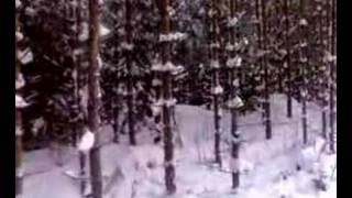 Uralin Galina haukkuu hirvilaumaa