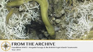 Eel Hides in Coral- 2014 (Remastered!) | Nautilus Live
