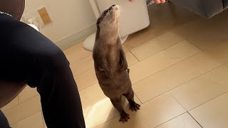 犬がいる友達がまた来てくれたときのカワウソの反応は？？ How does an otter react when a friend with a dog comes over again?