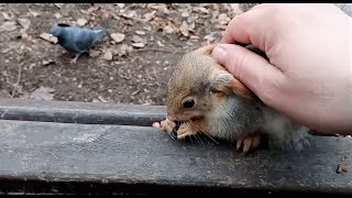 А на первый взгляд и не скажешь, что это боевая белка / Fighting Squirrel
