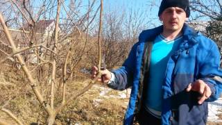 003 Обрезка яблони с подпилом проблемных ветвей