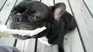 キャベツで野生にかえる　French Bulldog anko フレンチブルドッグ あんこ