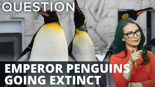 Emperor penguins could be wiped out in coming decades