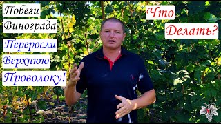 Побеги винограда переросли верхнюю проволоку. Что делать? Виноград 2015.