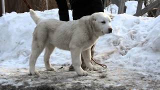 ОЕССЕНН СТИЛЬ Карачар Бай 4,5 мес продажа