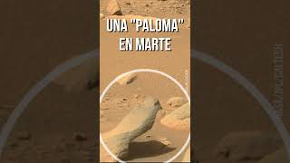 UNA "PALOMA" EN MARTE #shorts