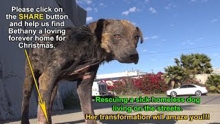 A homeless dog living on the streets gets rescued, transformed and is now looking for a home.