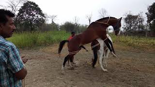 Horse mating