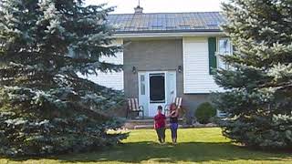 Blue Spruce Trees