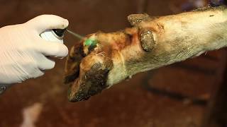 БОЛЕЗНИ КОПЫТ.Эффективная терапия БЕЗ Антибиотиков! Hoof diseases.therapy without antibiotics!