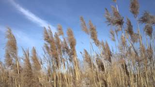 Samsung NX 210 Video Sample 1