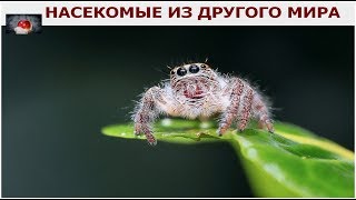ТОП-10  НАСЕКОМЫХ ИЗ МИРА ПРИШЕЛЬЦЕВ