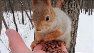 Толстая забежала подкрепиться / Tolstaya stopped by for a snack
