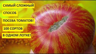 Самый необычный способ посева томатов! Зачем я выбираю этот трудоемкий способ посева семян?