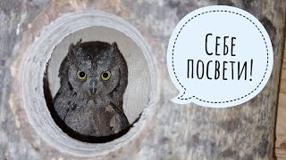 Сыч Лучик выследил коршуна, сыч Чу обдувается ветром, совы сплюшки больше не могут видеть сверчков