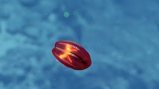 Iridescent Red Ctenophore! | Nautilus Live