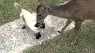 Deer loves cat