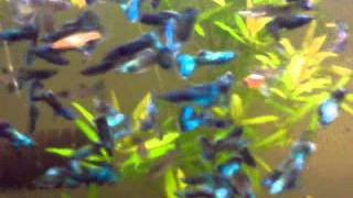 Guppy Fantastic Moscow Blue and Purple Males