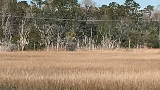 Life in the LowCountry
