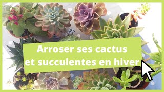 Arrosage des plantes grasses en Hiver