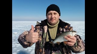 САТАЕВО. Отличное закрытие сезона. Ловля плотвы.
