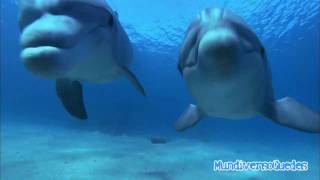 Dolphins Chillout - Sweet Harmony